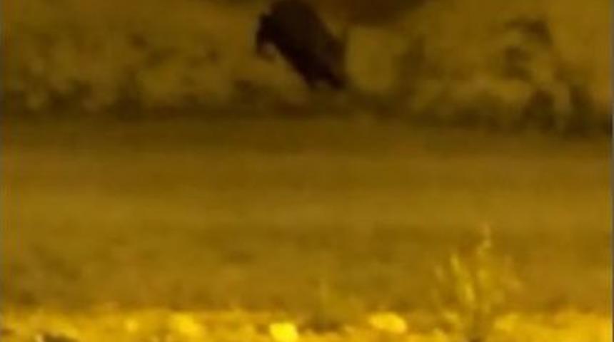 Yaban Domuzları Korkutuyor