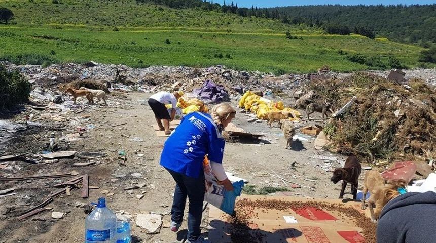 Hayvan Dostu Kadın K&ouml;pekleri Besliyor