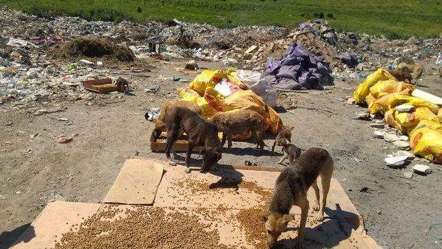 Hayvan Dostu Kadın Köpekleri Besliyor