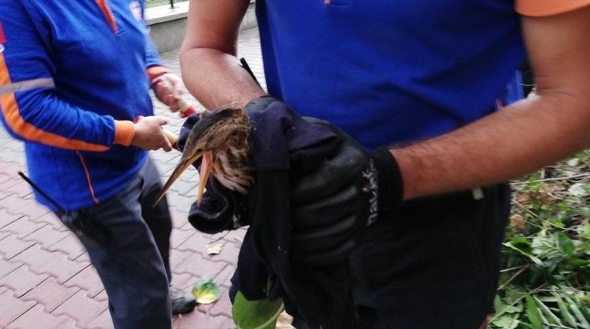 Balaban Kuşuna Afad&rsquo;dan Şefkat Eli