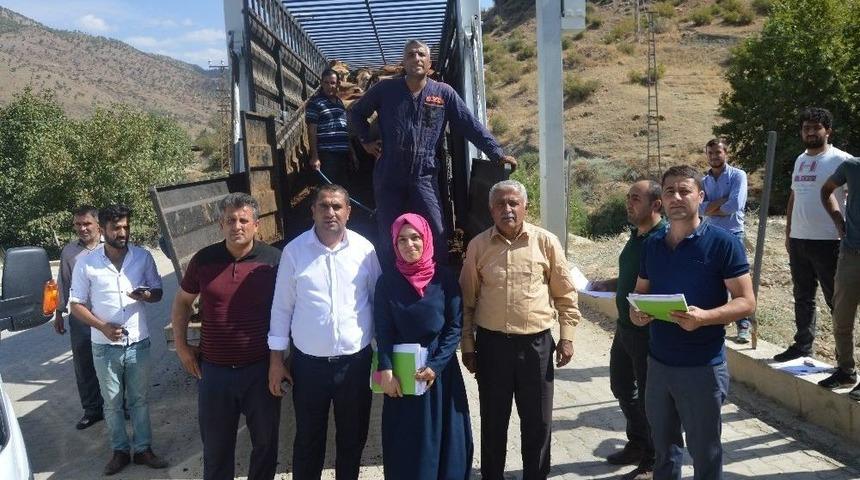 Sason’da 26 Gence Damızlık Düve Dağıtıldı