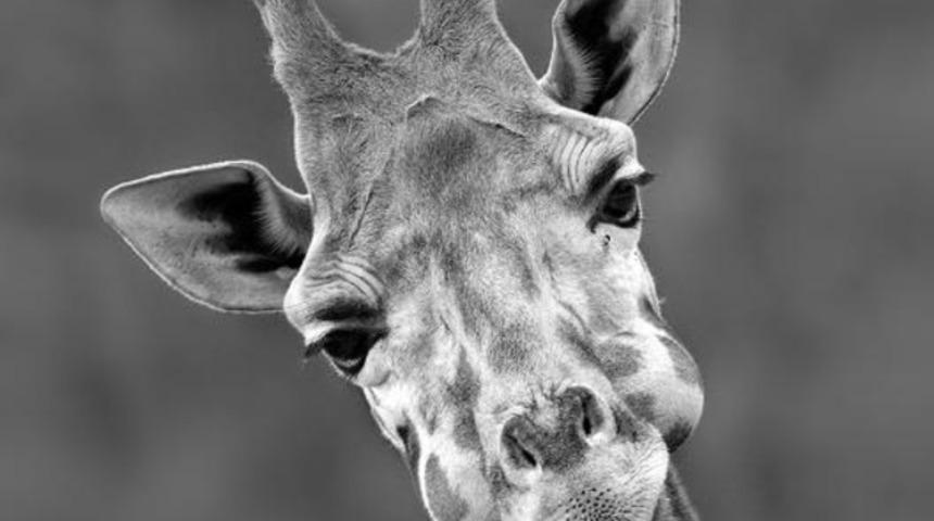 Vahşi doğanın sevimli yüzü