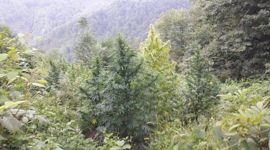 Jandarma’dan Uyuşturucu Tacirlerine Şafak Baskını