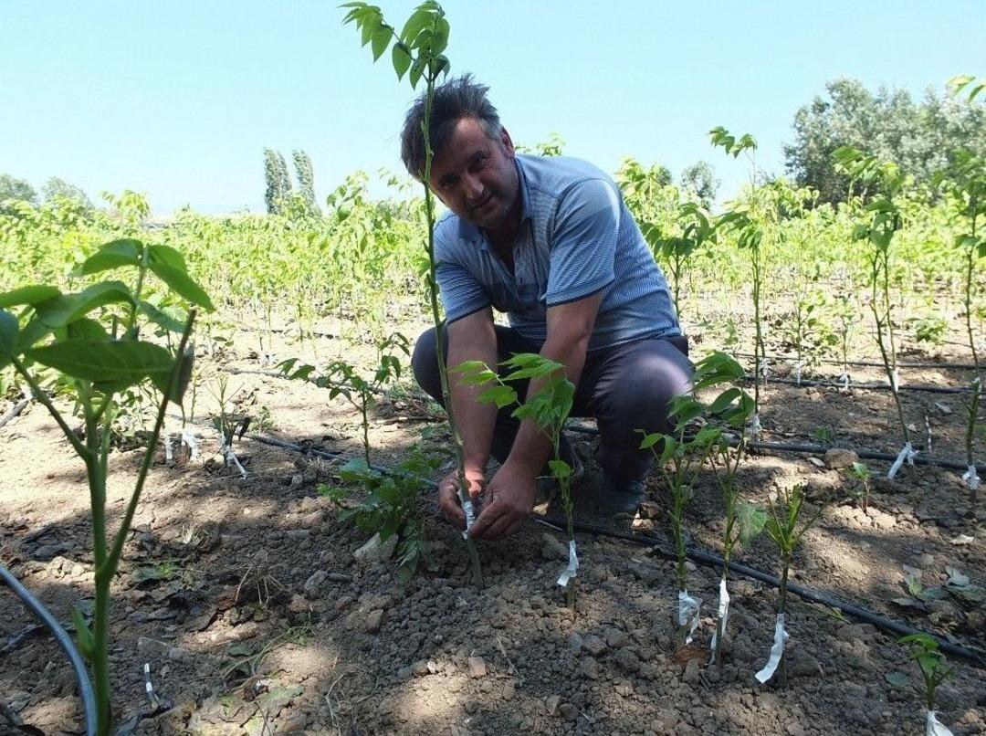 (&ouml;zel) Bandırma&rsquo;dan 45 &Uuml;lkeye Milyonlarca Ceviz Fidanı İhra&ccedil; Ediliyor