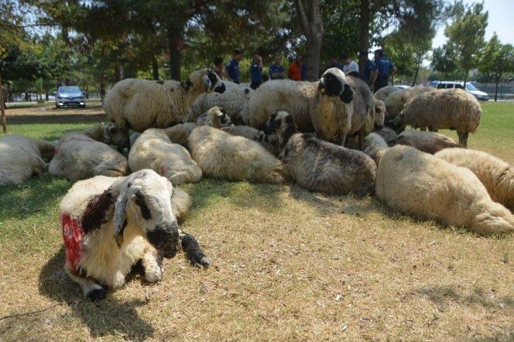 Kaçan Kurbanlık Koyunlar "sahibiyim" Diyene Yediemin Olarak Verildi G1