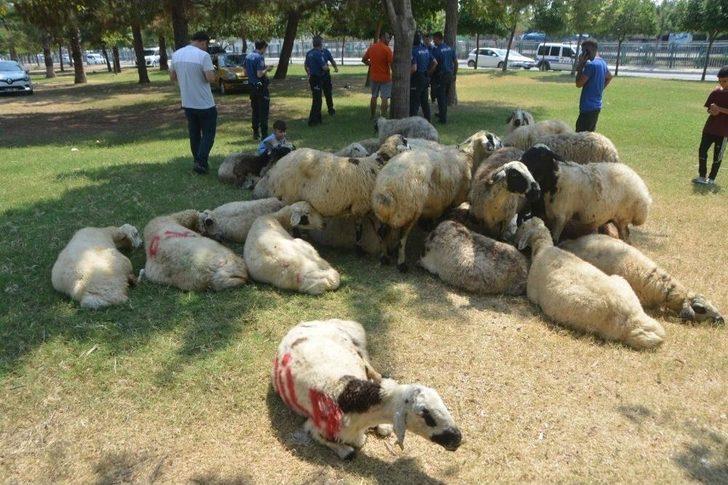 Kaçan Kurbanlık Koyunlar "sahibiyim" Diyene Yediemin Olarak Verildi G4