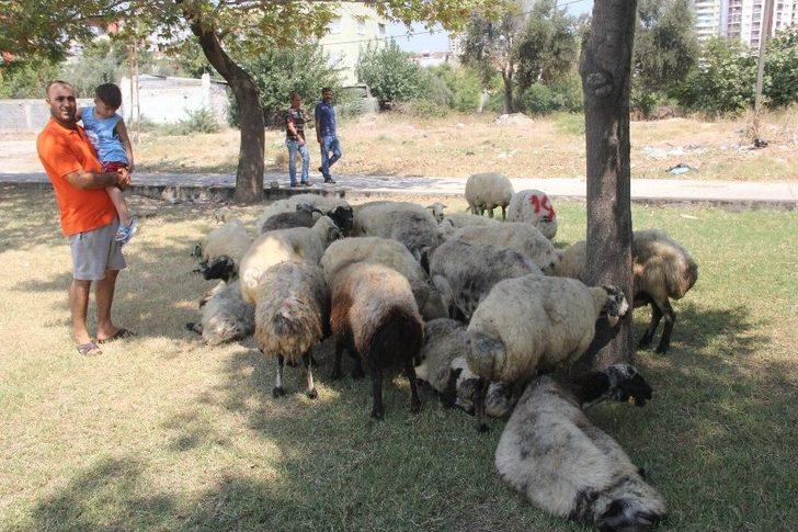 Kaçan Kurbanlık Koyunlar "sahibiyim" Diyene Yediemin Olarak Verildi G5