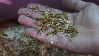 Paketleyip Kilosunu 90 Tl’den Sattığı Kurtlarla Avrupa’ya Açılacak