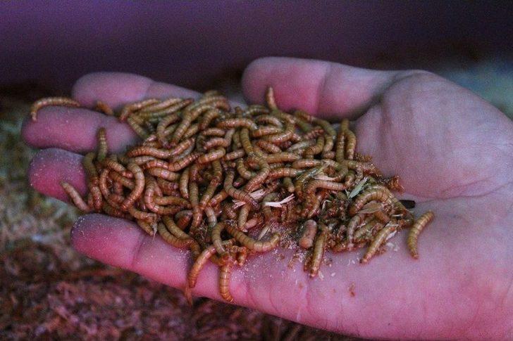 Paketleyip Kilosunu 90 Tl’den Sattığı Kurtlarla Avrupa’ya Açılacak G4