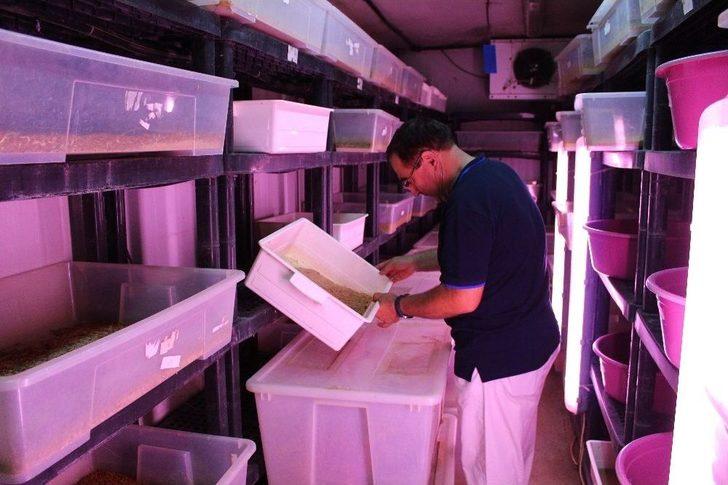 Paketleyip Kilosunu 90 Tl’den Sattığı Kurtlarla Avrupa’ya Açılacak G5