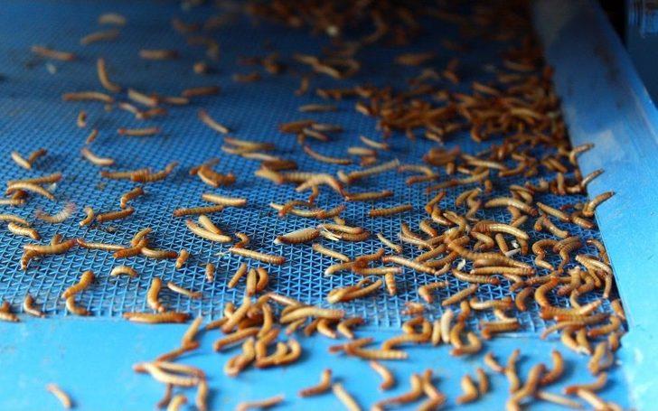 Paketleyip Kilosunu 90 Tl’den Sattığı Kurtlarla Avrupa’ya Açılacak G1