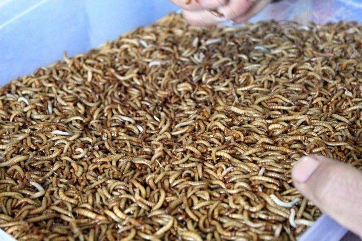 Paketleyip Kilosunu 90 Tl’den Sattığı Kurtlarla Avrupa’ya Açılacak G2