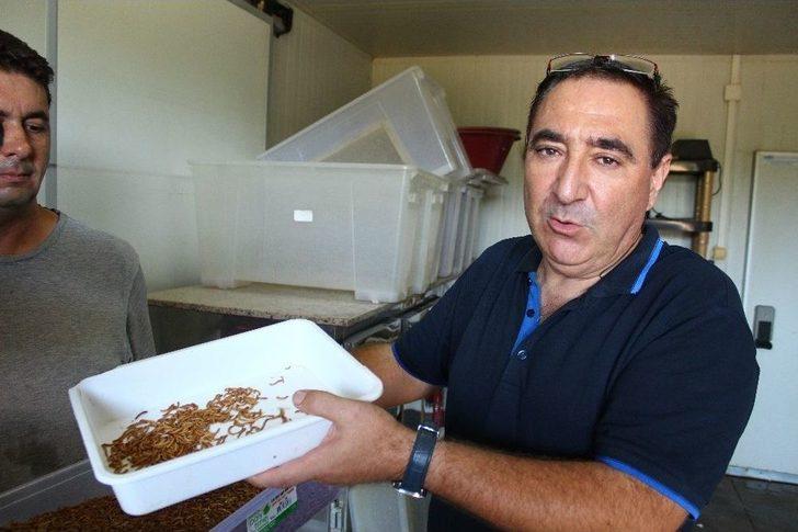 Paketleyip Kilosunu 90 Tl’den Sattığı Kurtlarla Avrupa’ya Açılacak G3