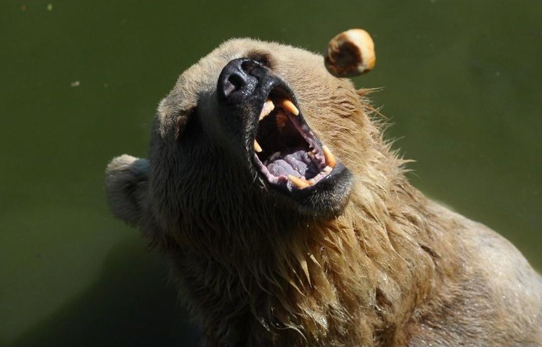 Sıcaktan Bunalan Ayıların Buzlu Meyve Keyfi