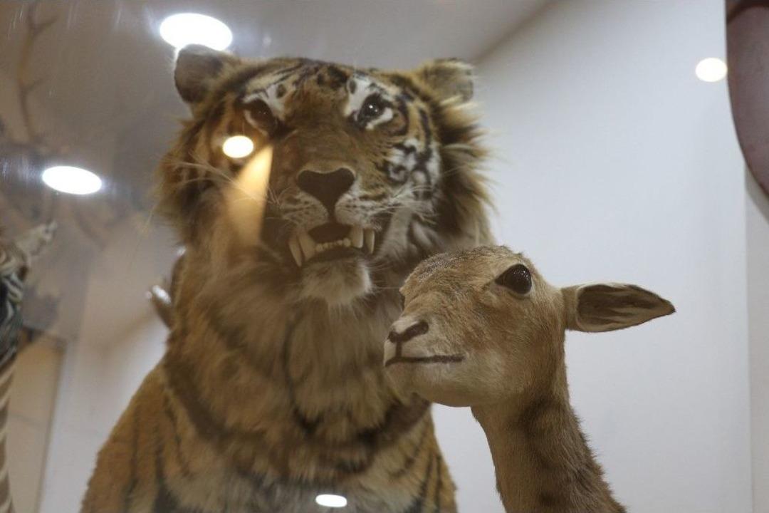 Gaziantep Zooloji Ve Doğa M&uuml;zesi&rsquo;ne Yoğun İlgi