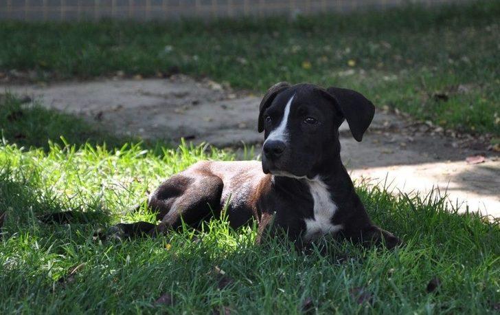 Kazazede Felçli Köpek Hayvan Barınağında Sağlığına Kavuştu G1