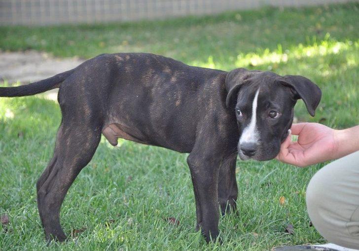 Kazazede Felçli Köpek Hayvan Barınağında Sağlığına Kavuştu G2