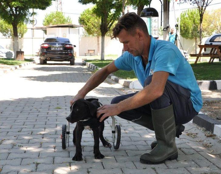 Kazazede Felçli Köpek Hayvan Barınağında Sağlığına Kavuştu G5