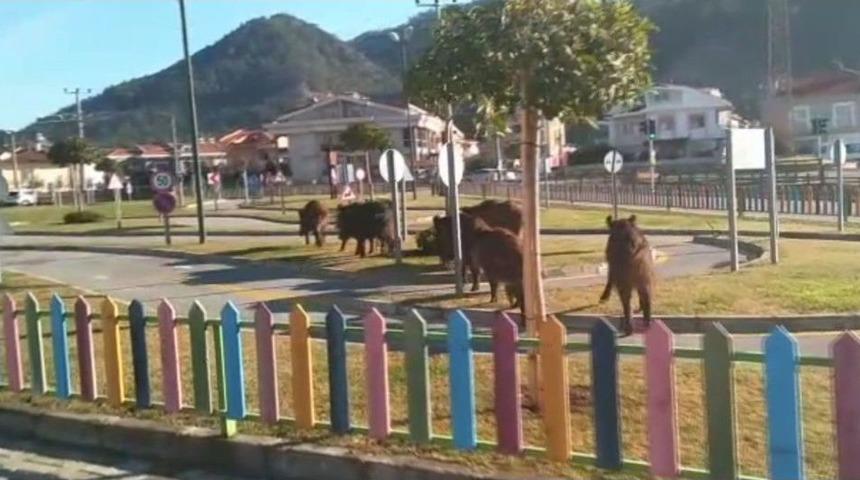 Marmaris&rsquo;te A&ccedil; Kalan Domuzlar Şehre İndi