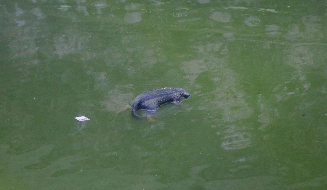Adana&rsquo;da Kent Merkezindeki Sulama Kanalı Hayvan Leşlerinden Ve Pislikten Ge&ccedil;ilmiyor