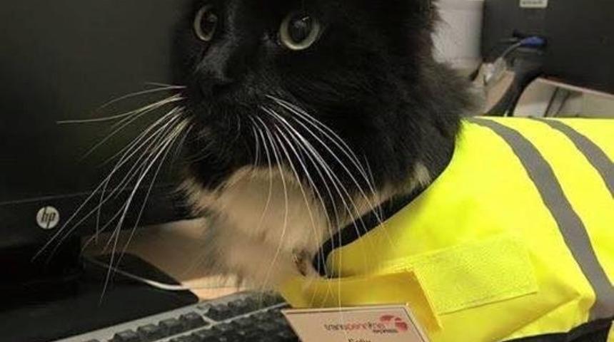 Sizi 5 Yıldır Yuvasına Ekmek G&ouml;t&uuml;rmek İ&ccedil;in İstasyonda &Ccedil;alışan Emek&ccedil;i Kedi Felix İle Tanıştıralım!