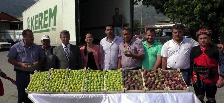 Taze İncire Zeybekli İhracat G2