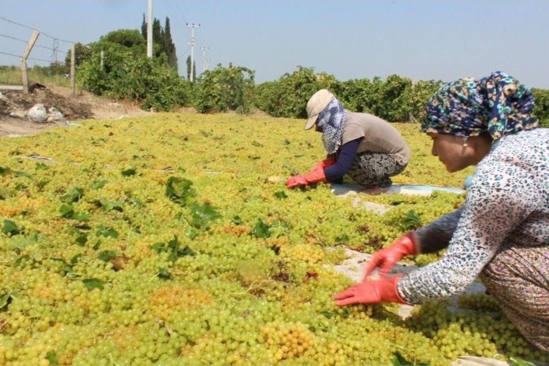 (&ouml;zel) Kuru &Uuml;z&uuml;m&uuml;n Zorlu Yolculuğu