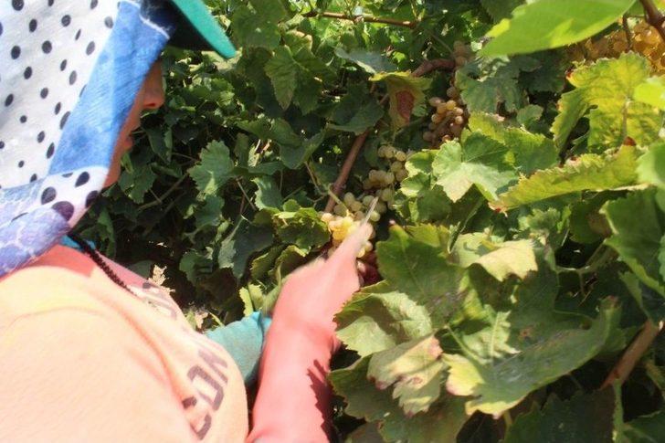 (özel) Kuru Üzümün Zorlu Yolculuğu G1