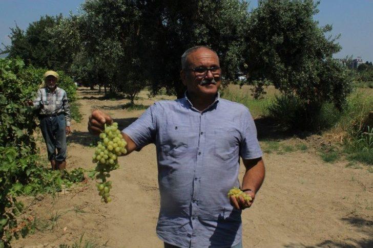 (özel) Kuru Üzümün Zorlu Yolculuğu G2