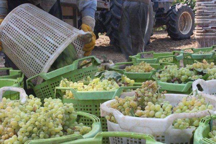 (özel) Kuru Üzümün Zorlu Yolculuğu G4