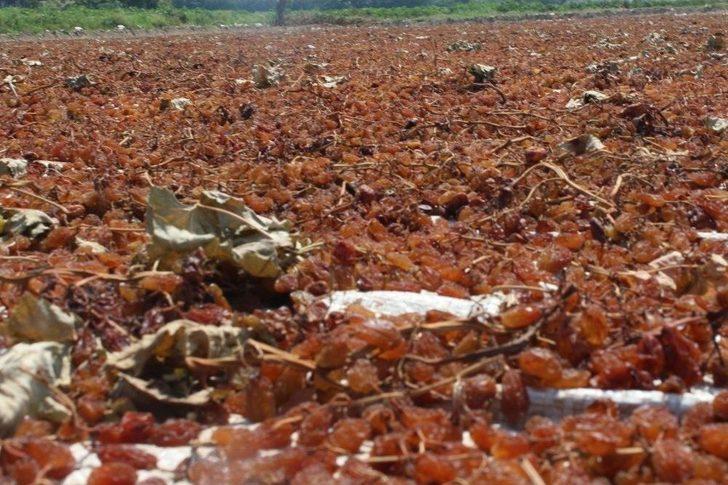 (özel) Kuru Üzümün Zorlu Yolculuğu G5