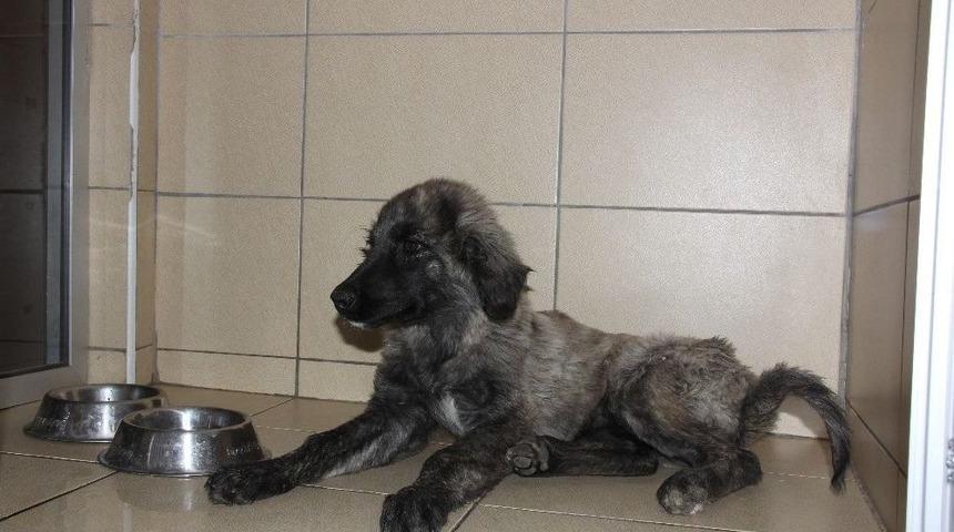 Vicdansız Sürücünün Çarpıp Bıraktığı Köpek Tedavi Ediliyor