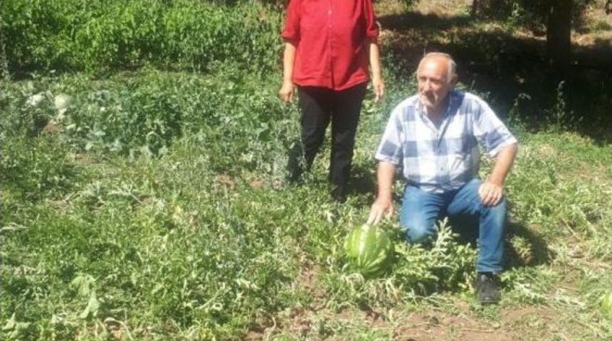 Ekolojik Pazar Projesiyle Organik Tarım Değer Kazanıyor