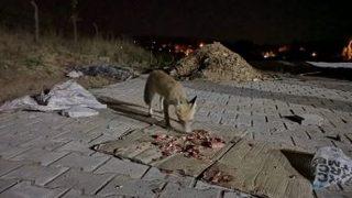 Etin Kokusunu Alan Tilki Köye İndi