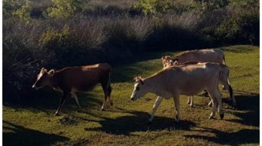 Doğan: "samsun&rsquo;da Şarbon Vakası Ve Karantinaya Alınan B&ouml;lge Yok"