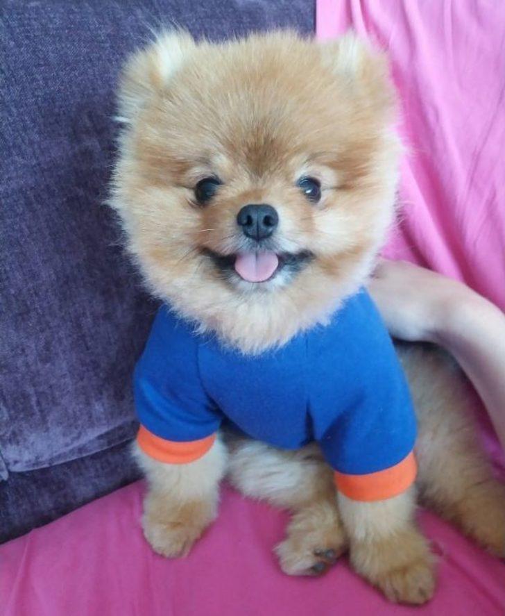 İnternetten 10 Aylık Diye Aldığı Köpek 4 Yaşında Ve Kalp Hastası Çıktı G2