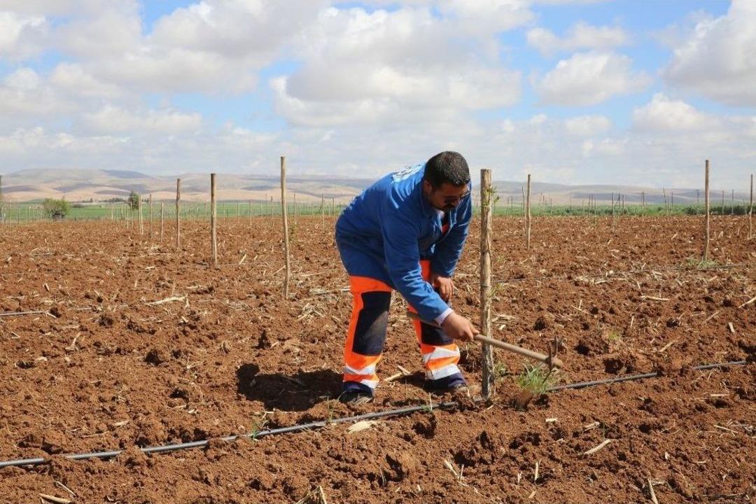 Belediye &Ccedil;ilek Bah&ccedil;esi A&ccedil;tı