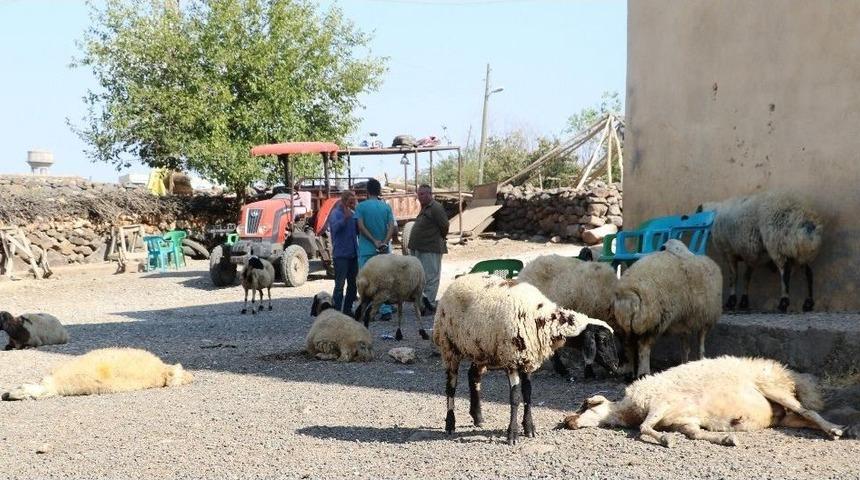 Koyunları Birer Birer Telef Oluyor