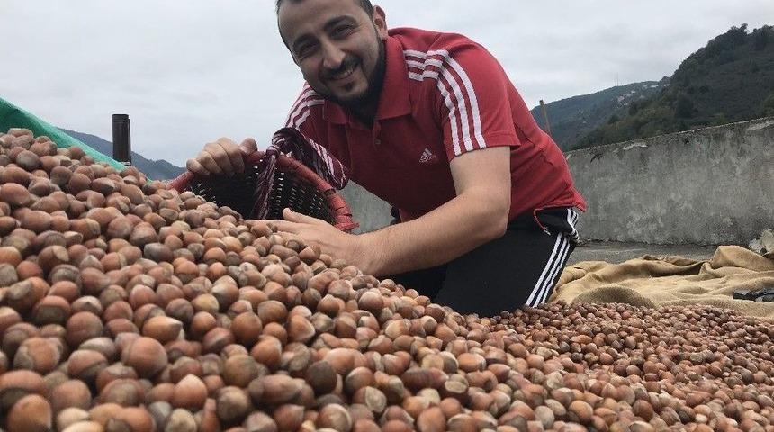 Fındık &Uuml;reticileri Harmanda