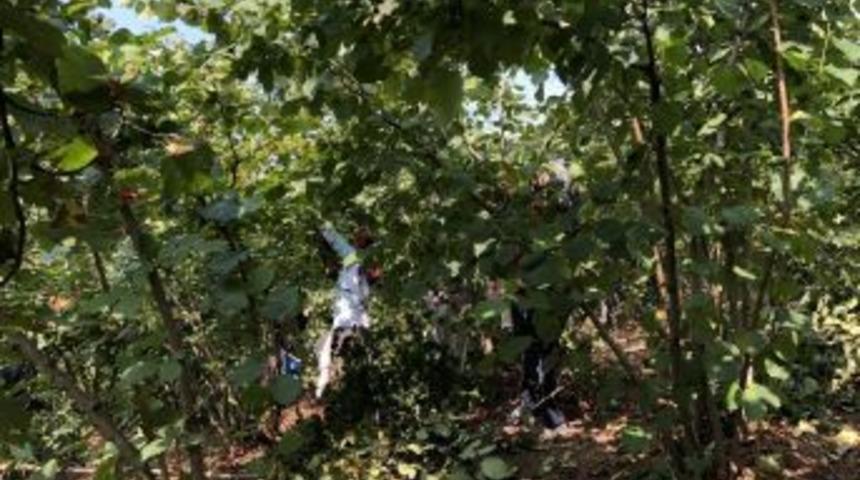 Alaplı&rsquo;da Fındık Hasadı Erken Başladı