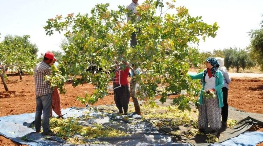 Gaziantep&rsquo;te &rsquo;yeşil Altın&rsquo; Hasadına Başlandı