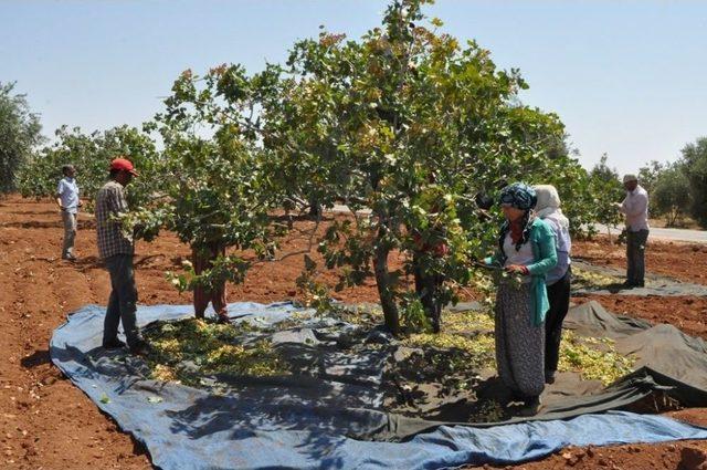 Gaziantep’te ’yeşil Altın’ Hasadına Başlandı