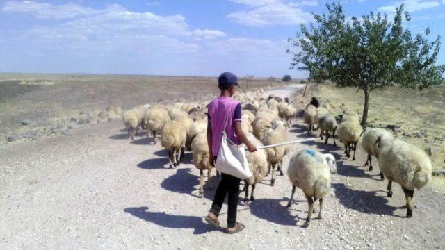 Çobanların Sıcakla İmtihanı