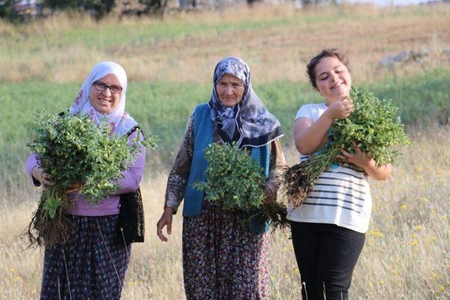 Nohut Üreticisi Verimden Bu Yıl Memnun