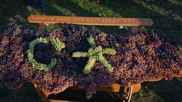 Trakya Bağ Bozumu Ve Ekoloji Festivali Başladı G2