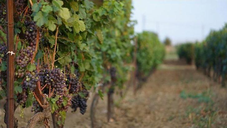 Trakya Bağ Bozumu Ve Ekoloji Festivali Başladı G5