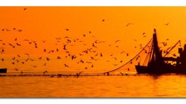 Denizlerin Cümbüşü Balıklar