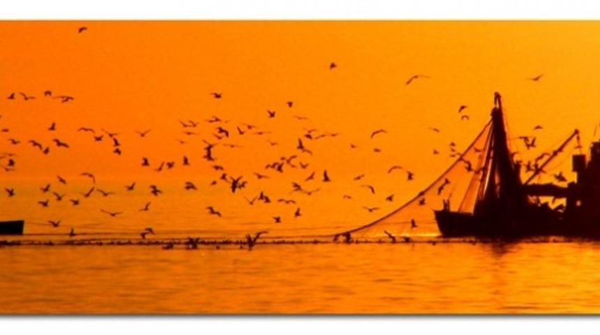 Denizlerin Cümbüşü Balıklar