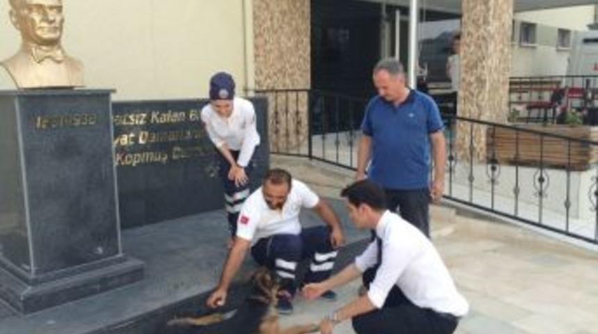 Yaralı K&ouml;pek 112&rsquo;ye Sığındı