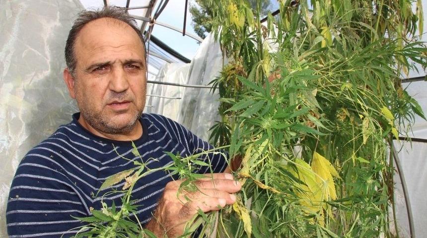 Bu Kenevirden Uyuşturucu Yapılamayacak